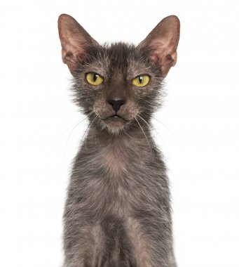 Lykoi kedi, kurt adam kedi beyaz arka plan olarak