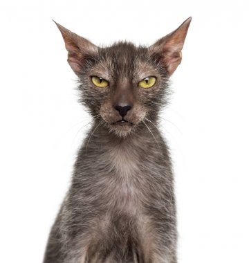 Lykoi kedi, kurt adam kedi beyaz arka plan olarak