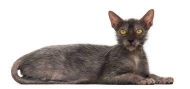 Lykoi kedi, kurt adam kedi beyaz arka plan olarak