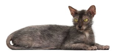 Lykoi kedi, kurt adam kedi beyaz arka plan olarak