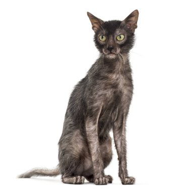 Lykoi kedi, kurt adam kedi beyaz arka plan olarak