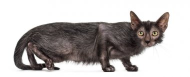 Lykoi kedi, kurt adam kedi beyaz arka plan olarak