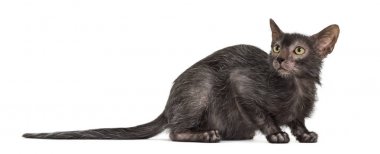 Lykoi kedi, kurt adam kedi beyaz arka plan olarak