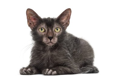 Lykoi kedi, kurt adam kedi beyaz arka plan olarak