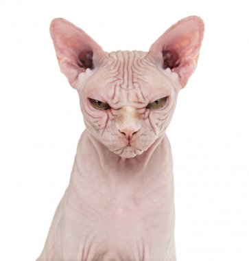 Sphynx tüysüz kedi, 4 yaşında beyaz arka planı,