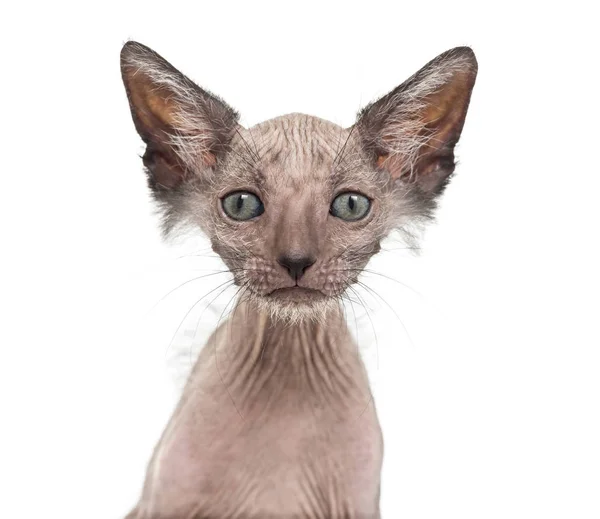 Kotek kot Lykoi, 7 tygodni, zwany także agai kot wilkołak — Zdjęcie stockowe