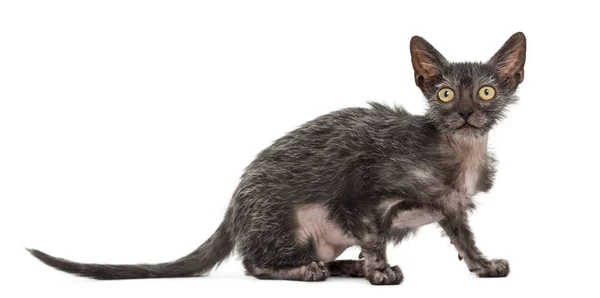 Gattino Lykoi gatto, 3 mesi, chiamato anche il gatto mannaro aga — Foto Stock