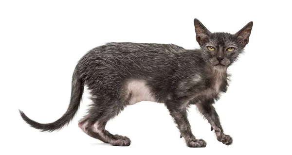 고양이 Lykoi 고양이, 3 개월, 늑대 인간 고양이 아가 라고도 — 스톡 사진