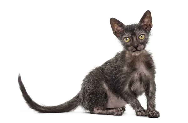 Kitten Lykoi cat, 3 months old, also called the Werewolf cat aga — Stock Photo, Image