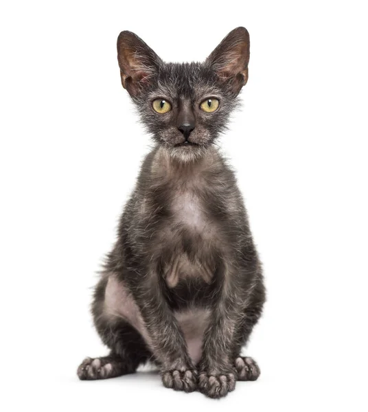 Gatinho Lykoi gato, 3 meses, também chamado de lobisomem gato sentar — Fotografia de Stock