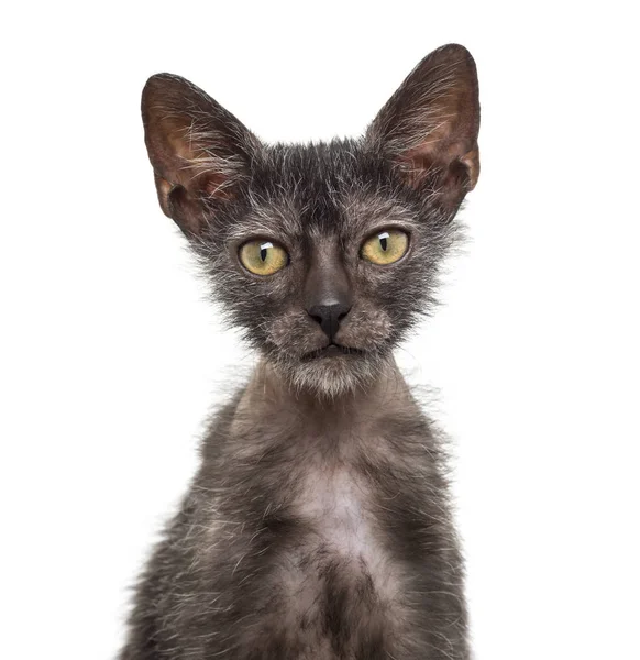 Котенок Lykoi кот, 3 месяца, также называется Оборотень кошка ага — стоковое фото