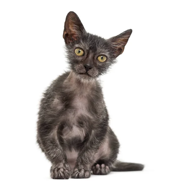 Kitten Lykoi cat, 3 months old, also called the Werewolf cat aga — Stock Photo, Image