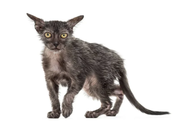Kätzchen lykoi cat, 3 Monate alt, auch Werwolfkatze aga genannt — Stockfoto
