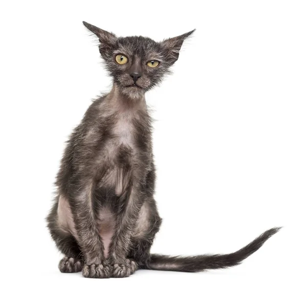 Kätzchen lykoi cat, 3 Monate alt, auch Werwolfkatze aga genannt — Stockfoto