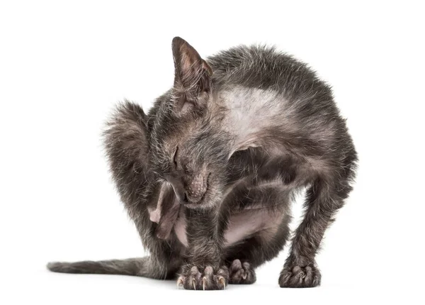 Gatito Lykoi gato, 3 meses de edad, también llamado el hombre lobo gato scr — Foto de Stock
