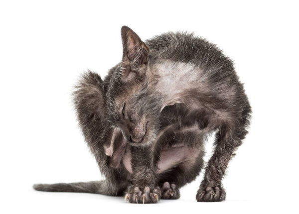 Kitten Lykoi cat, 3 months old, also called the Werewolf cat scr