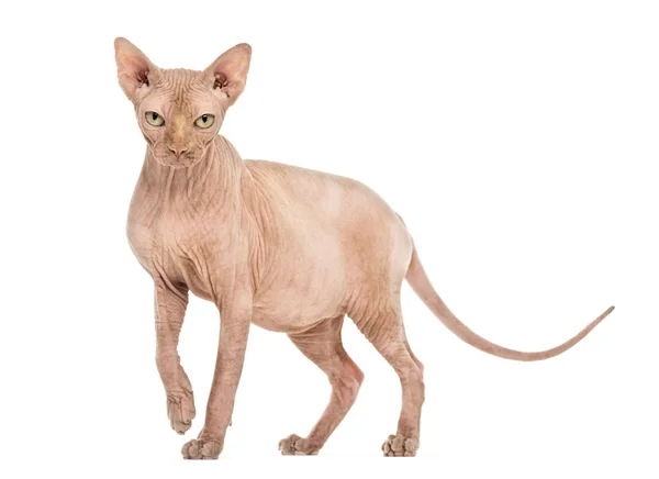 흰색 배경에 대 한 Sphynx 털 고양이 초상화 — 스톡 사진