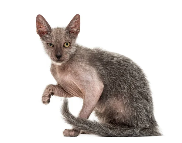 狼猫 aga とも呼ばれる子猫 Lykoi 猫、3 ヶ月、 — ストック写真