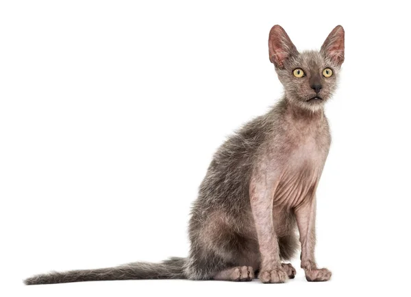 Kitten Lykoi cat, 3 months old, also called the Werewolf cat aga — Stock Photo, Image