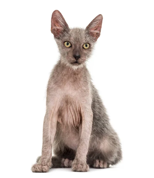 Kotě Lykoi kočka, 3 měsíce starý, také nazýván aga kočka vlkodlak — Stock fotografie