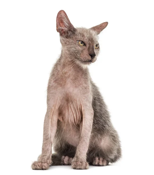 Gatinho Lykoi gato, 3 meses, também chamado de Werewolf gato aga — Fotografia de Stock