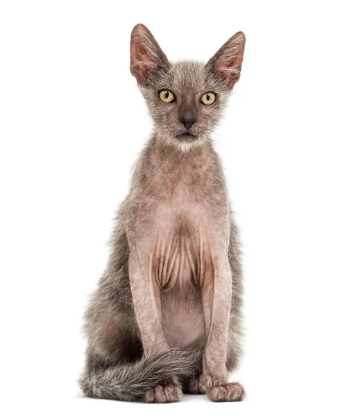 고양이 Lykoi 고양이, 3 개월, 늑대 인간 고양이 라고도 앉아 — 스톡 사진