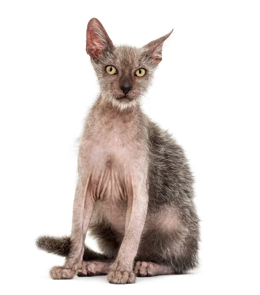 Kitten Lykoi kat, 3 maanden oud, ook wel genoemd de weerwolf kat aga — Stockfoto