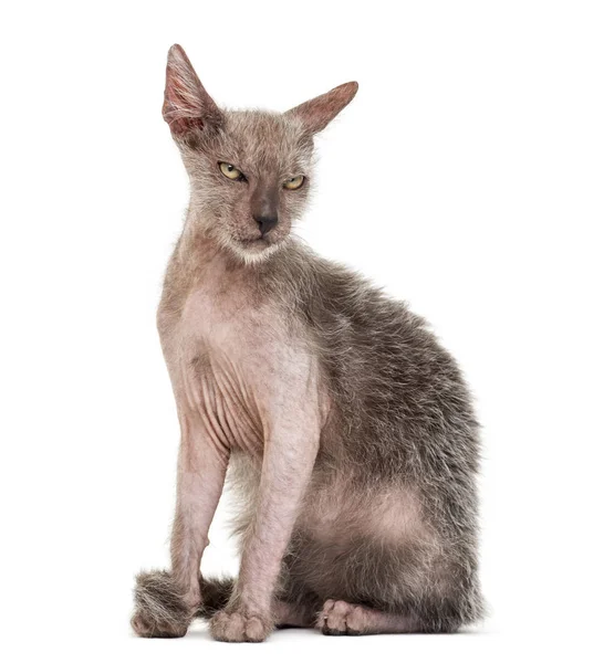 Gattino Lykoi gatto, 3 mesi, chiamato anche il gatto mannaro aga — Foto Stock