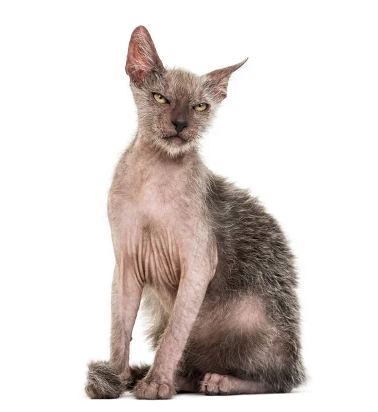 Kitten Lykoi cat, 3 months old, also called the Werewolf cat aga — Stock Photo, Image