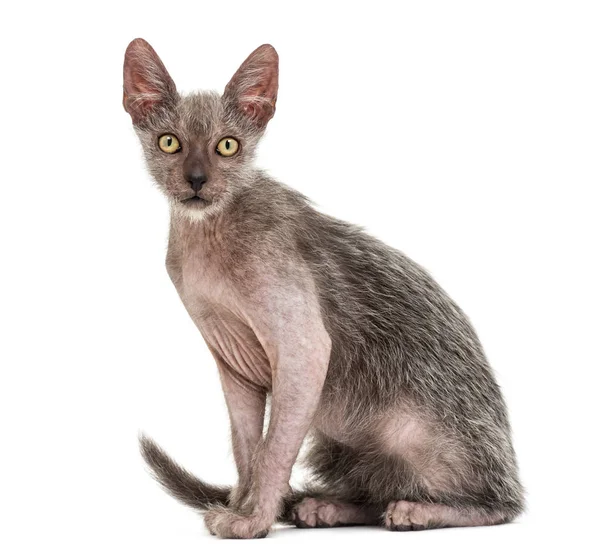 Gattino Lykoi gatto, 3 mesi, chiamato anche il gatto mannaro aga — Foto Stock