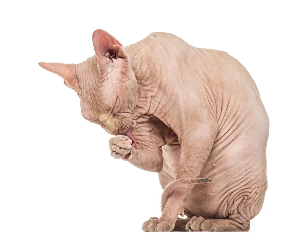 Sphynx Hairless Cat grooming against white background