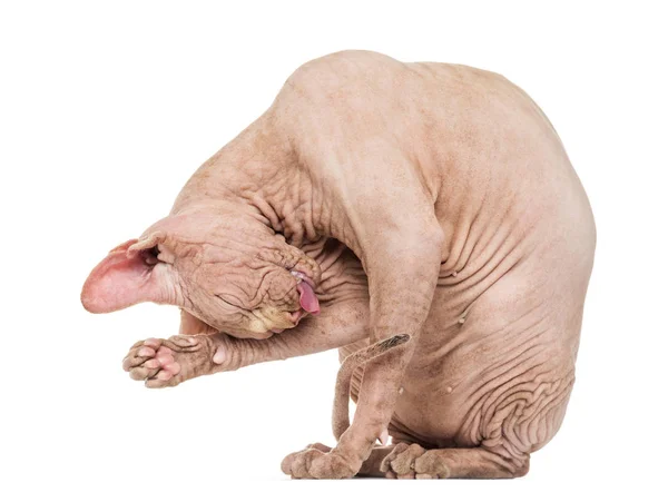 Haarloze Sphynx-kat verzorgen tegen witte achtergrond — Stockfoto