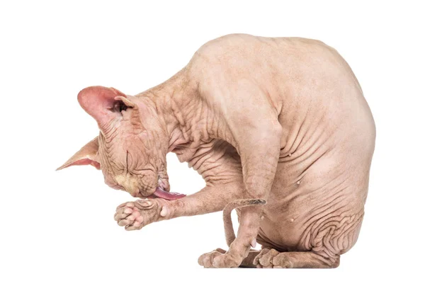 Sphynx hårlös katt grooming mot vit bakgrund — Stockfoto