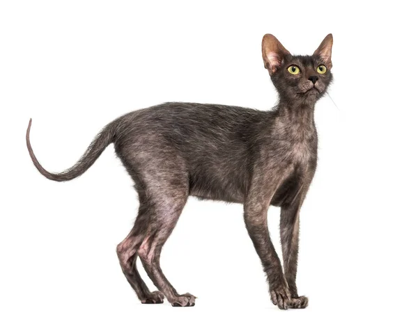 Кошка Lykoi, 7 месяцев, также называемая кошкой Werewolf против wh — стоковое фото