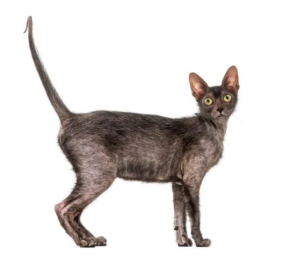 Lykoi kat, 7 maanden oud, ook wel genoemd de weerwolf kat tegen wh — Stockfoto