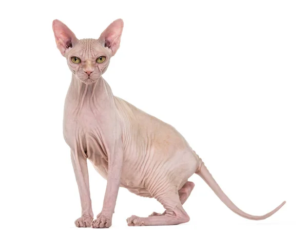 Sphynx, 4 jaar oud, tegen de witte achtergrond — Stockfoto