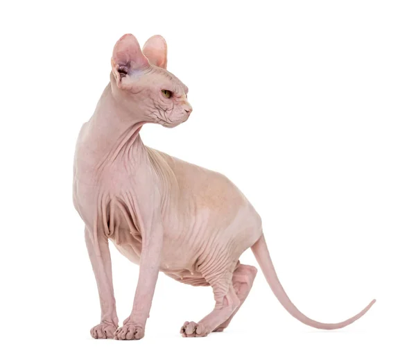 Sphynx, 4 jaar oud tegen witte achtergrond — Stockfoto