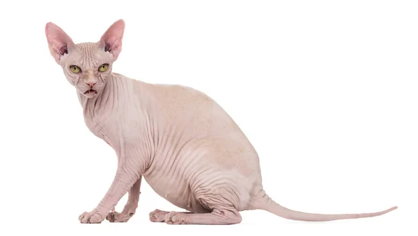 Sphynx, 4 jaar oud, tegen de witte achtergrond — Stockfoto