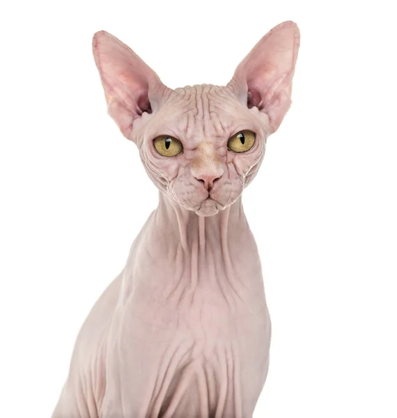 Sphynx, 4 years old against white background — Stock Photo, Image