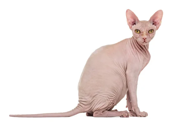 Sphynx, 4 jaar oud, tegen de witte achtergrond — Stockfoto