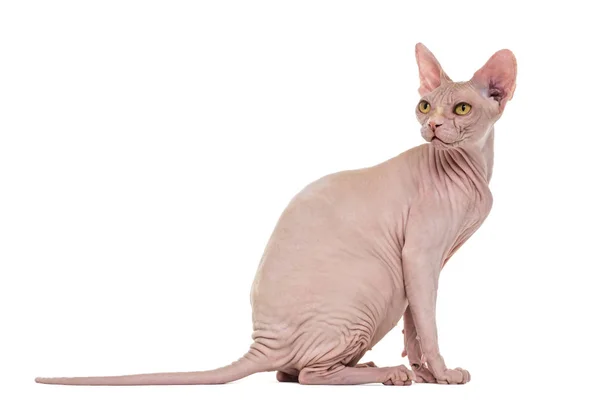 Sphynx, 4 years old, against white background — Stock Photo, Image