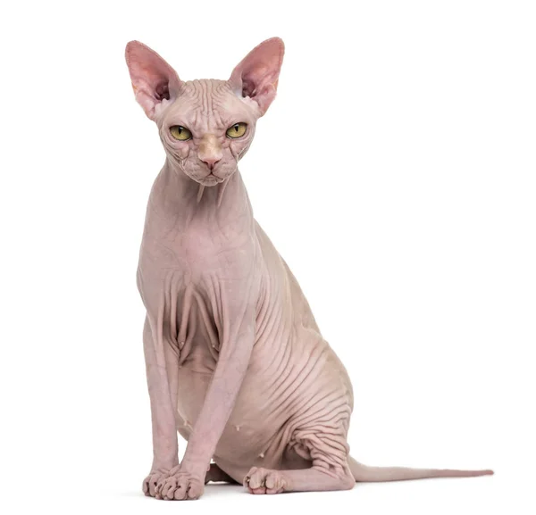 Sphynx, 4 years old, against white background — Stock Photo, Image