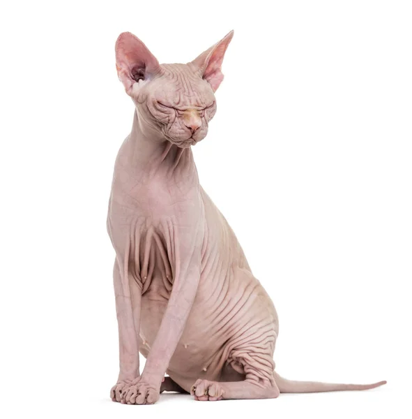 Sphynx, 4 år gammal, mot vit bakgrund — Stockfoto