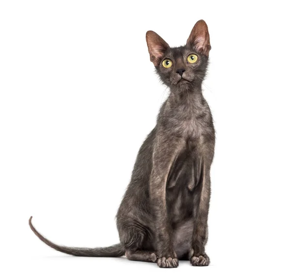 Lykoi cat, 7 months old, also called the Werewolf cat against wh — Stock Photo, Image