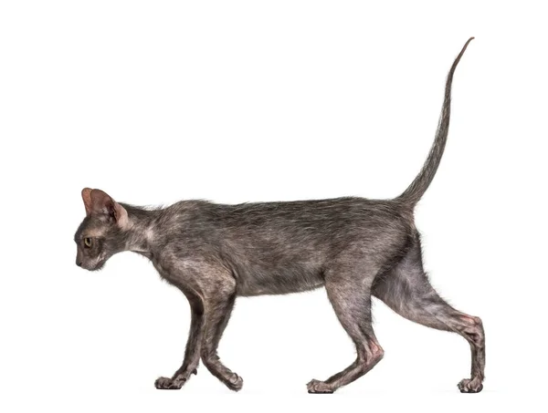 Lykoi cat, 7 months old, also called the Werewolf cat walking ag — Stock Photo, Image