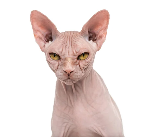 Sphynx, 4 år, mot hvit bakgrunn – stockfoto