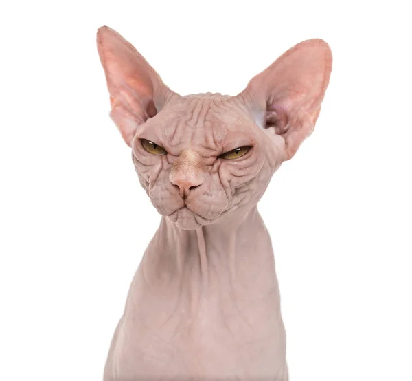 Sphynx, 4 years old, against white background — Stock Photo, Image