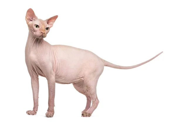 Sphynx, 4 jaar oud, tegen de witte achtergrond — Stockfoto