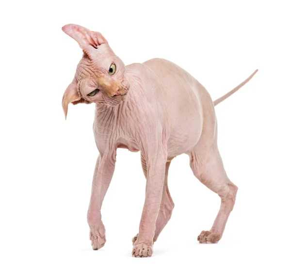 Sphynx, 4 years old, shaking head against white background — Stock Photo, Image