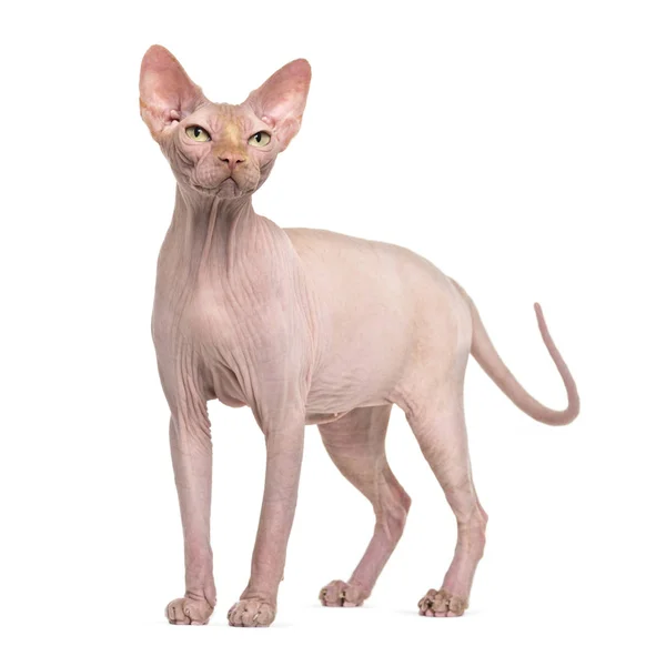 Sphynx, 4 år gammal, mot vit bakgrund — Stockfoto